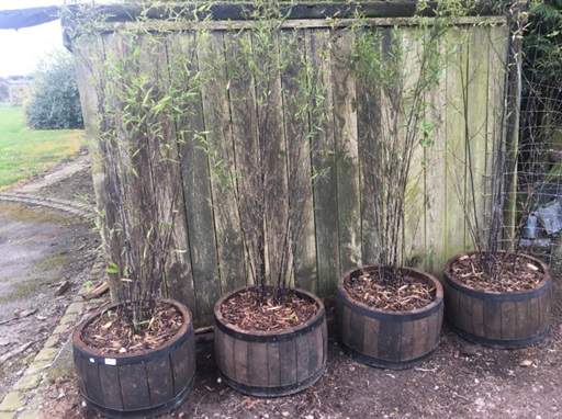 Bamboo in containers